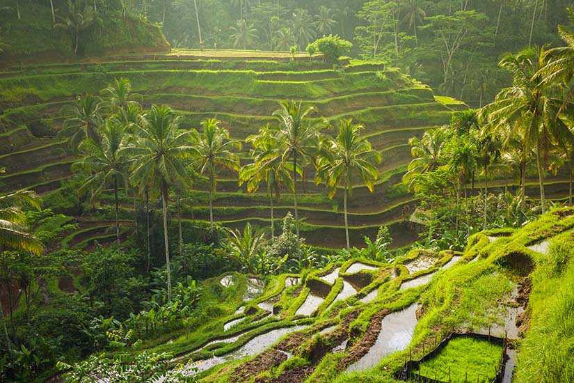 Ubud Best Photo Spots Full Day Trip All Inclusive with Optional Photographer